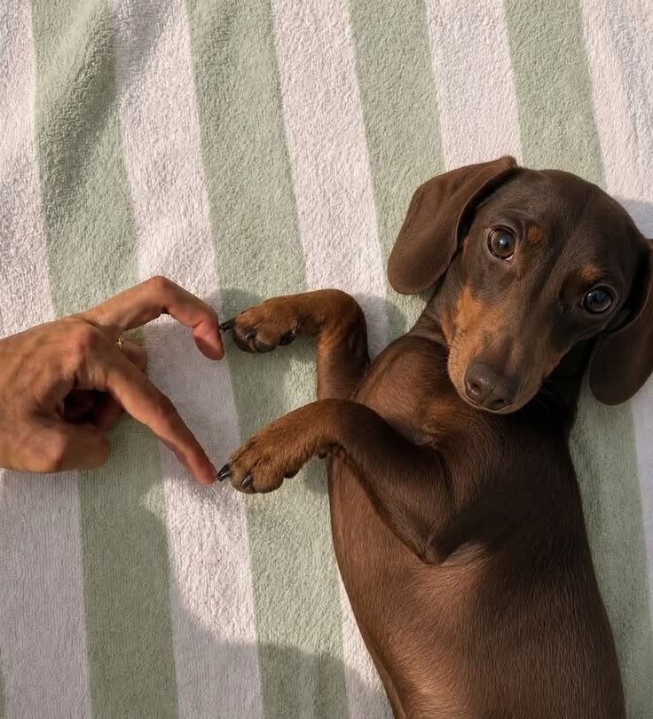 dachshund paw heart moment
