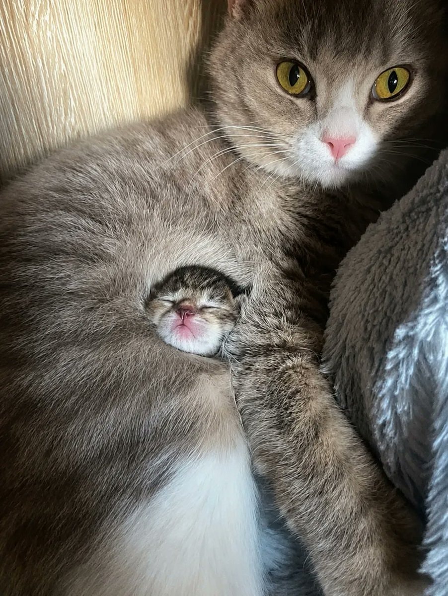 mother cat and kitten