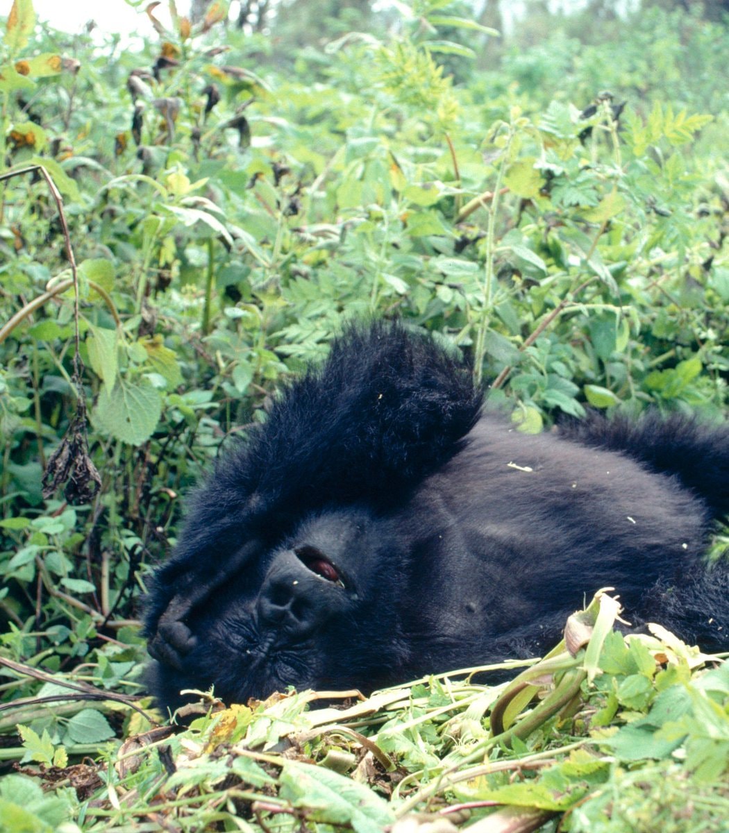Gorilla resting in green foliage