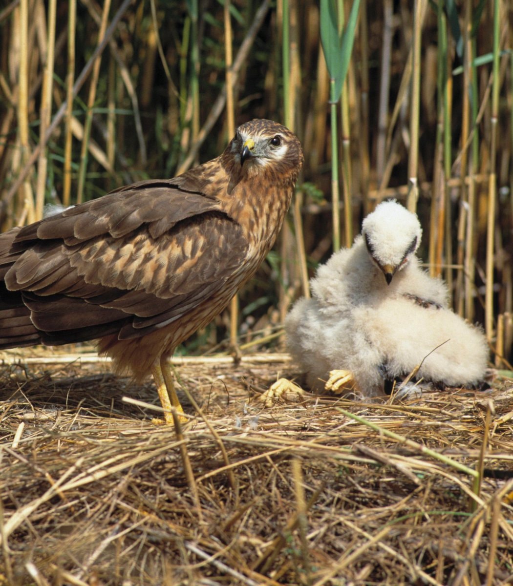 UK Bird AU Conservation Role (photo 2 of 2)