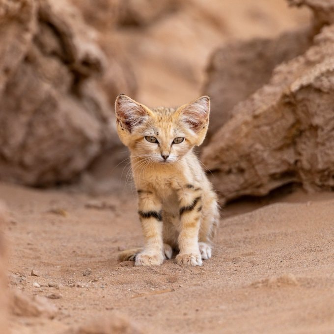 sand cat cub Morocco sighting (photo 2 of 3)