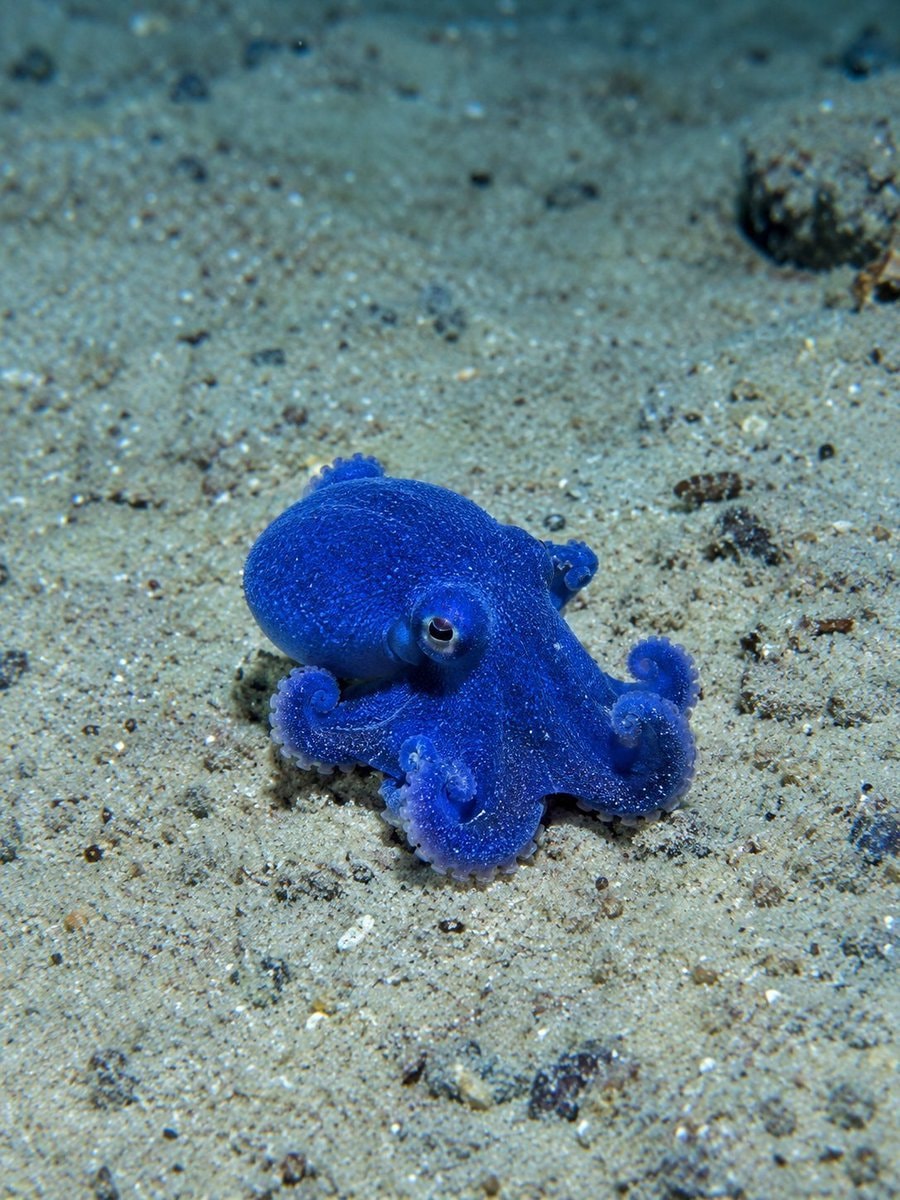 Blue octopus found near Darwin Island
