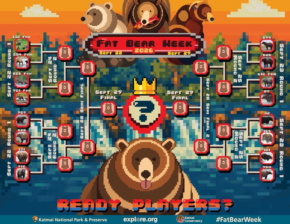 Alaska fat bear contest finalists (photo 2 of 2)