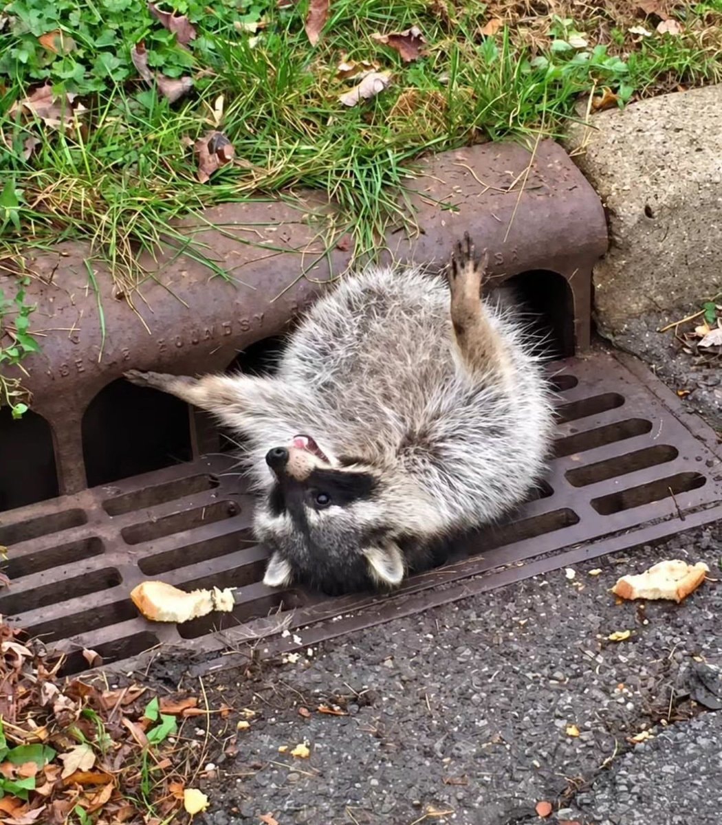 Overweight raccoon stuck in Illinois sewer grate (photo 2 of 3)