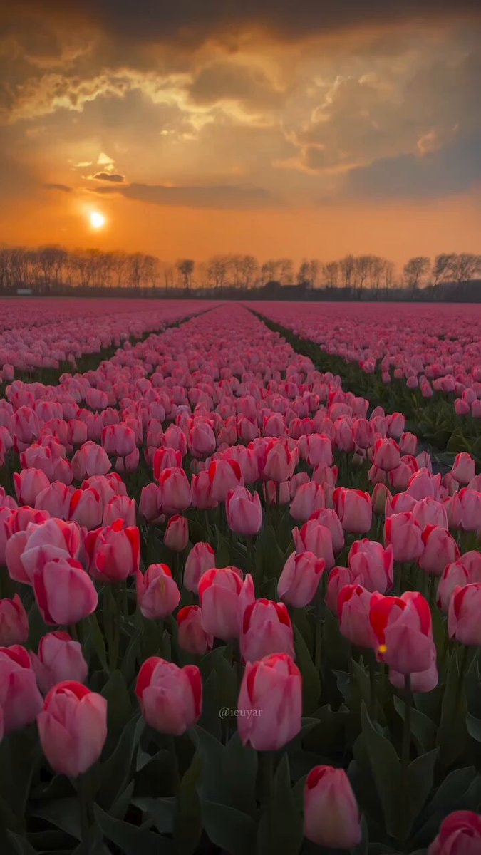 Tulips field sunset 🌷