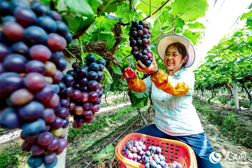 Jiangxi vineyard grape harvest (photo 4 of 4)