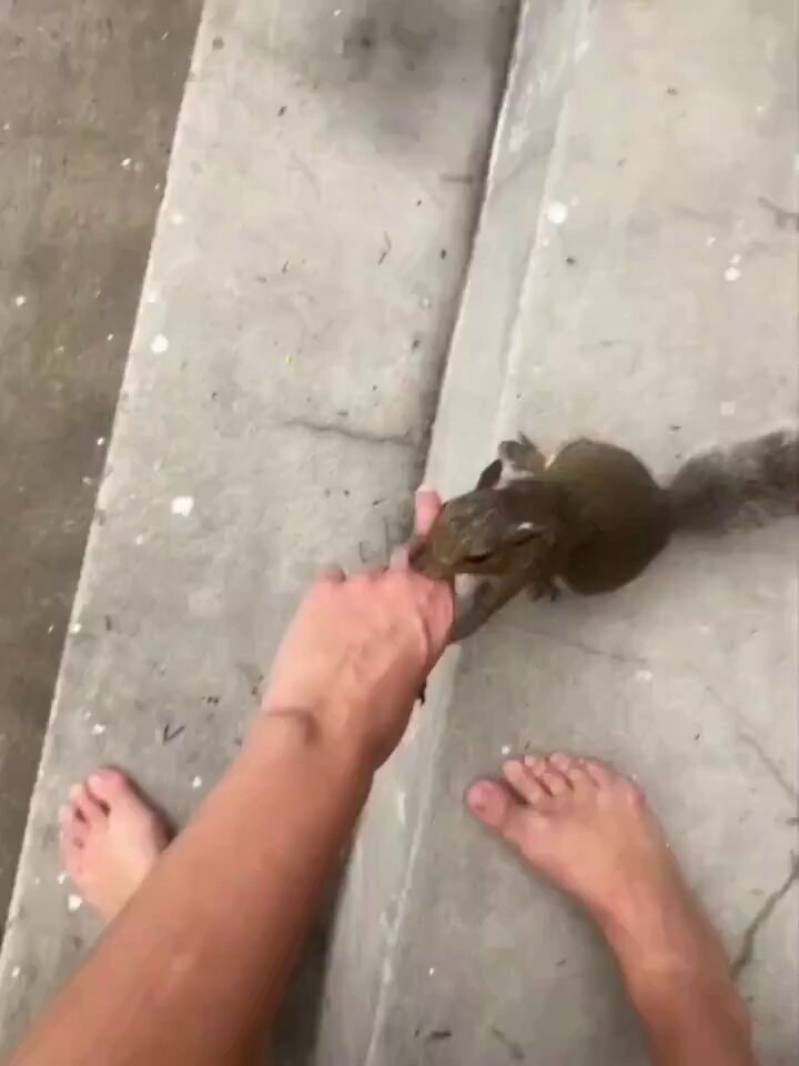 Squirrel leads feeder to meet her babies
