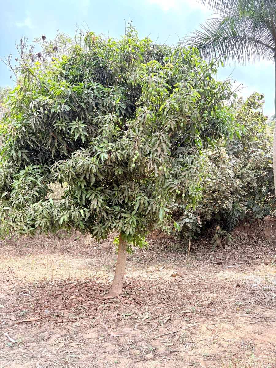 young mango tree with green fruit
