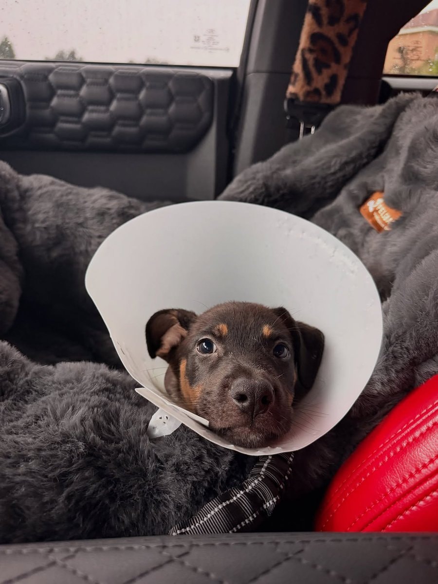 Rhea Ripley Buddy Matthews new puppy Choppa (photo 3 of 3)
