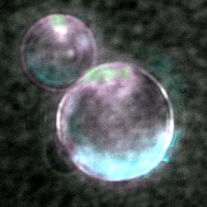 Synthetic cell created from scratch (photo 2 of 2)