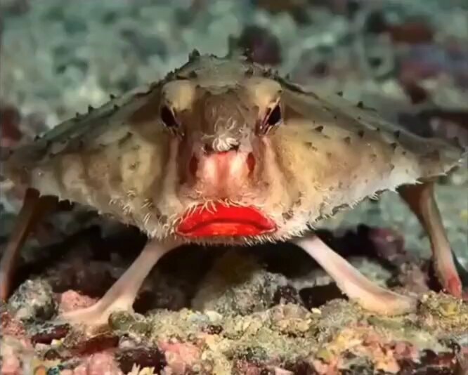 red-lipped batfish Galapagos