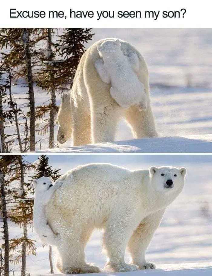 Polar bear cub meme