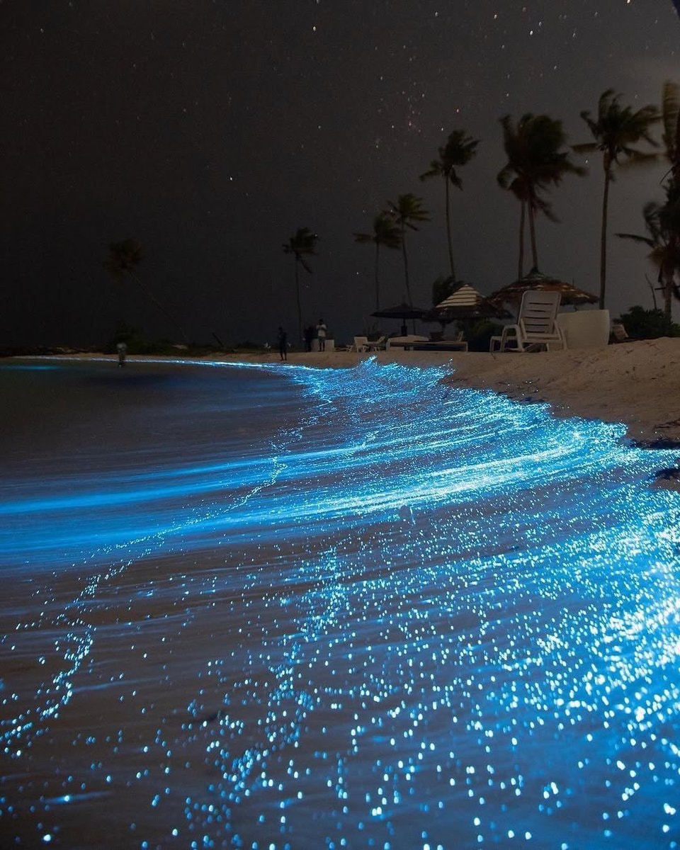 bioluminescent beach night (photo 3 of 4)