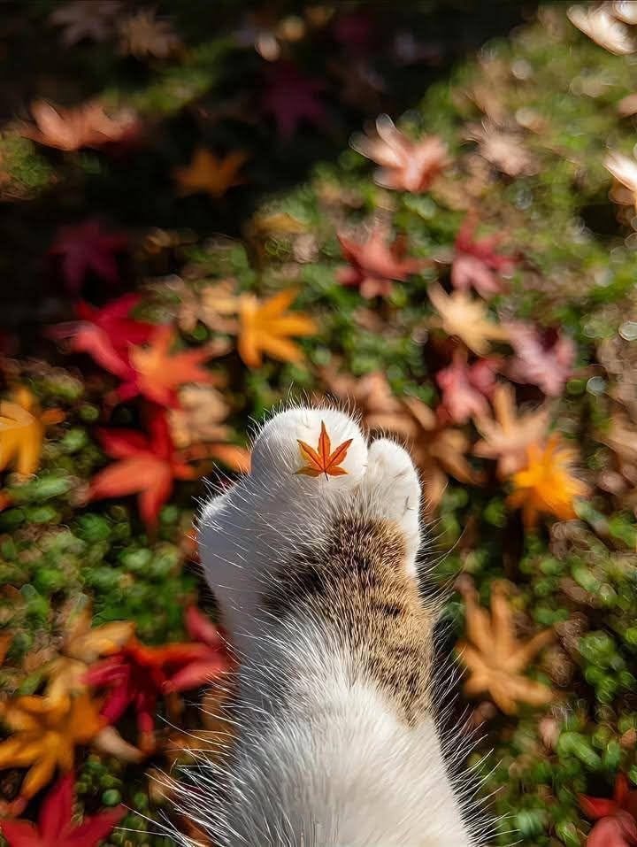 cat paw with maple leaf