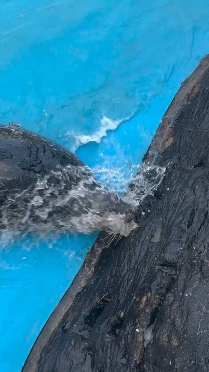 seal splashing in blue water seal splashing in blue water