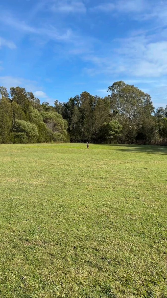 Kangaroo in sunny Australian field
