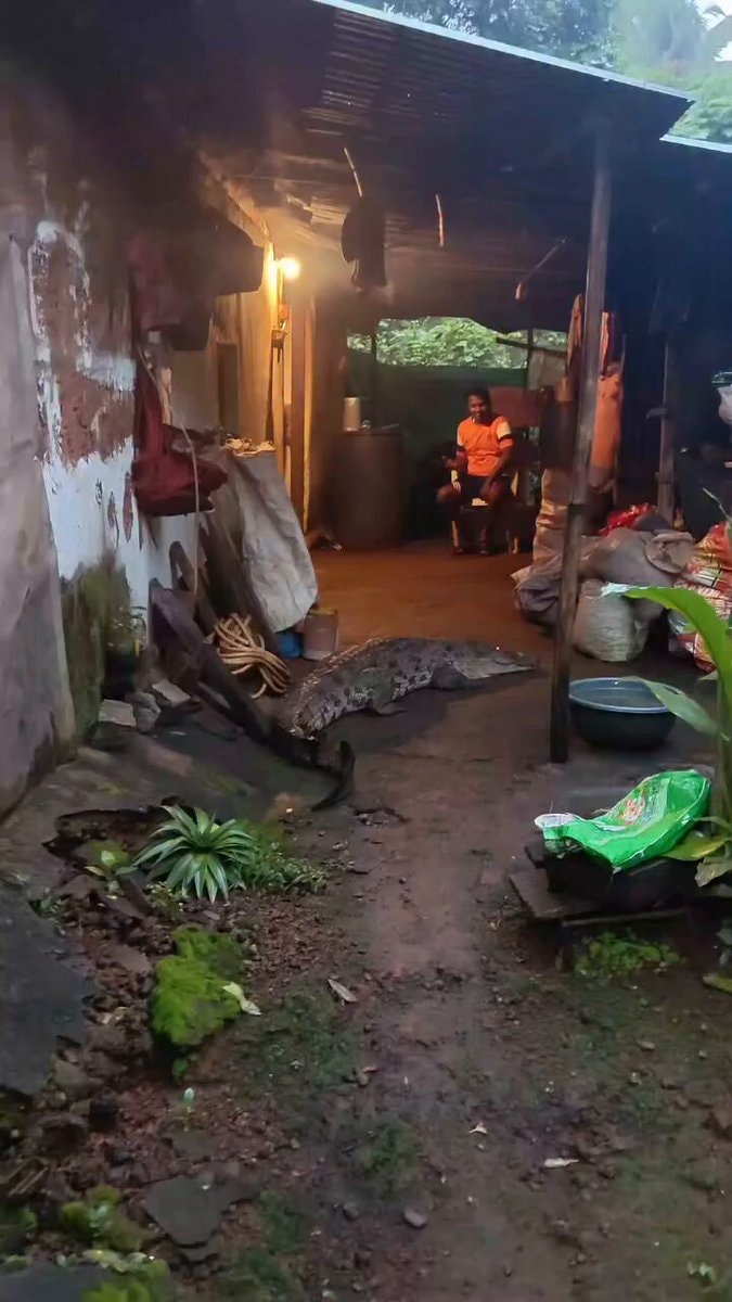 Large crocodile near rustic dwelling