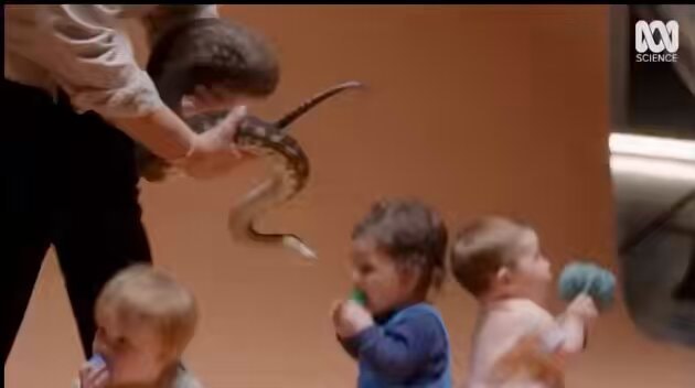 babies not born with snake fear abc science