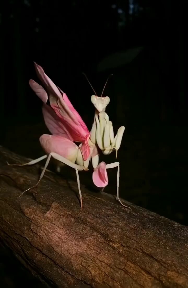 Pink Orchid Camouflaged Mantis