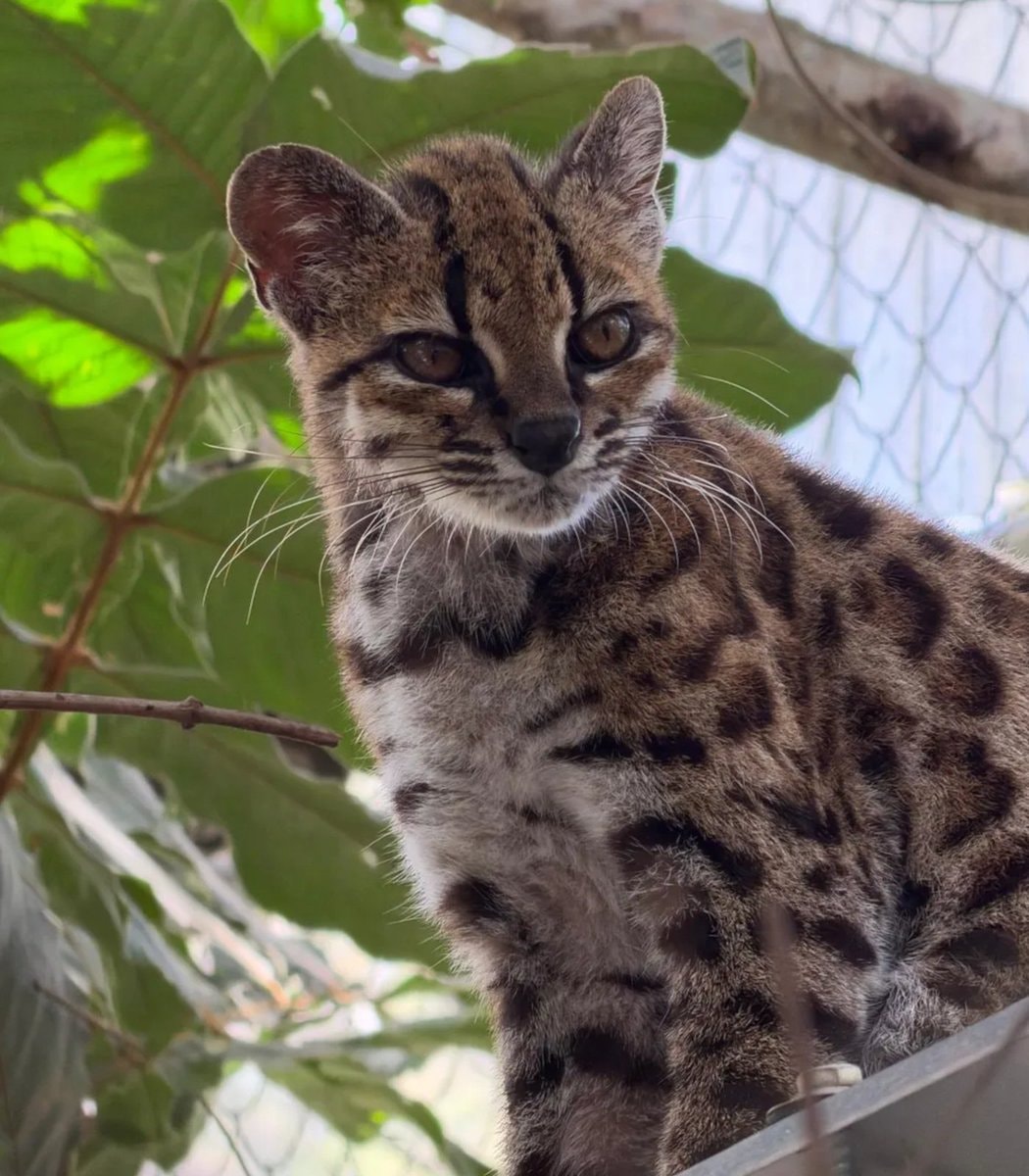 Tilcayo Tiger Cat discovered