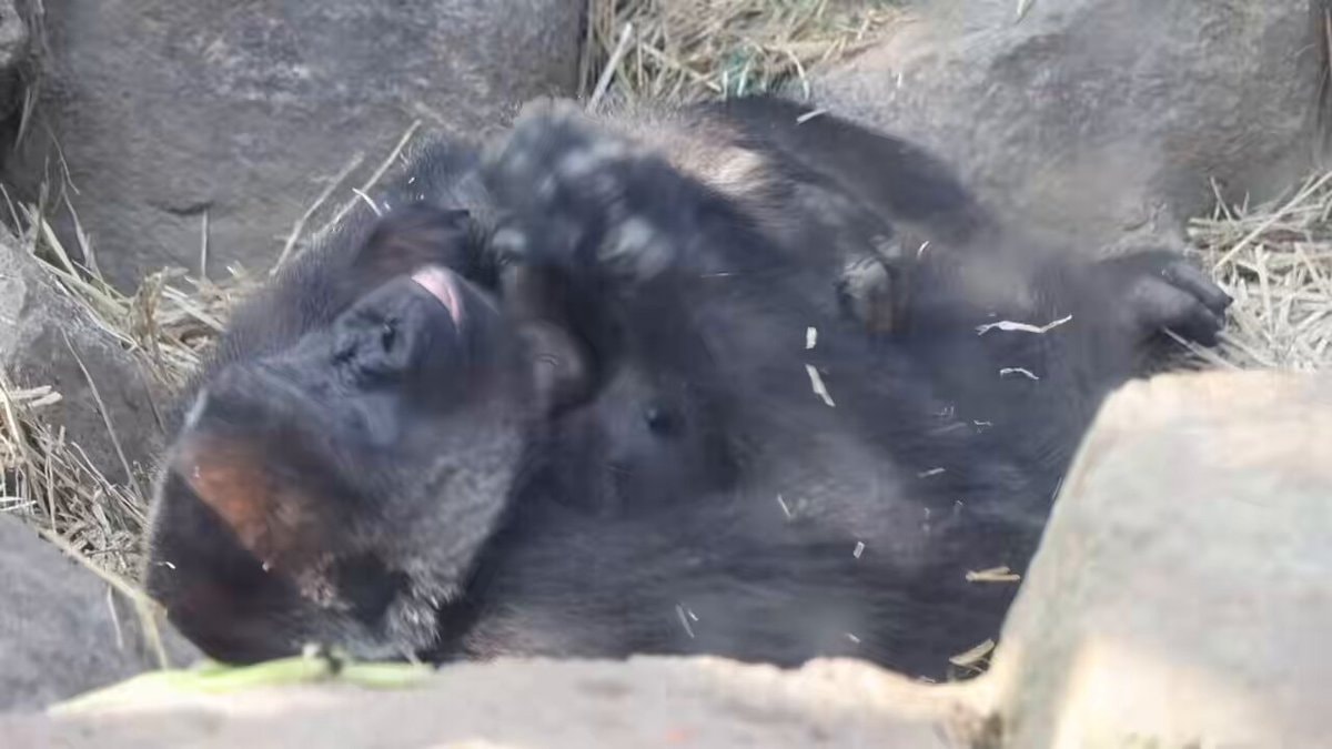 baby gorilla sleeping