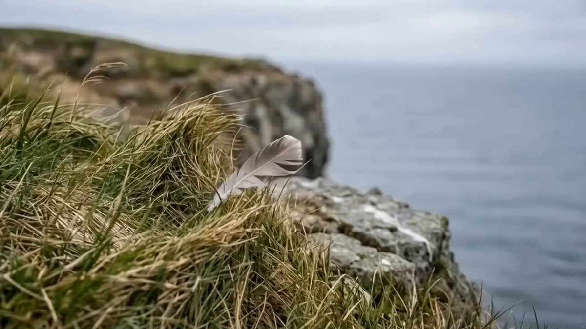 Starving polar bear on Arctic cliff