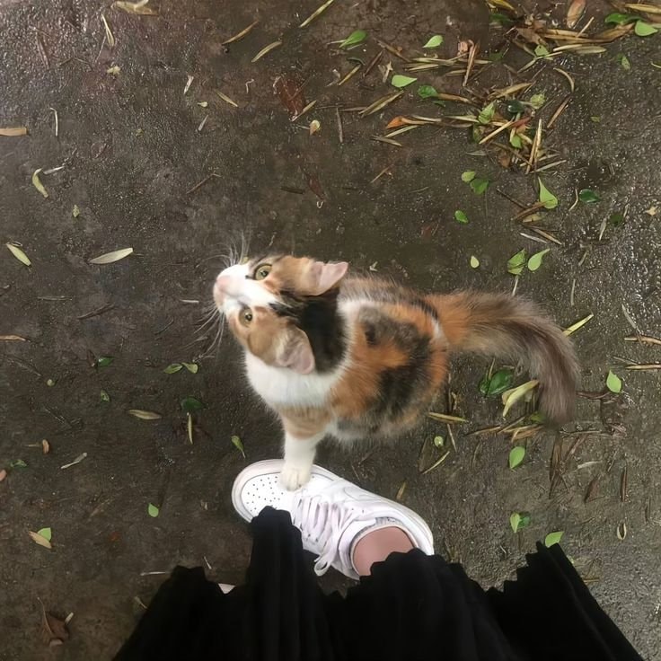 calico cat on white sneaker
