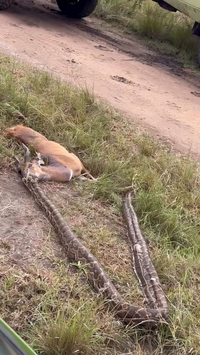 Python and antelope encounter
