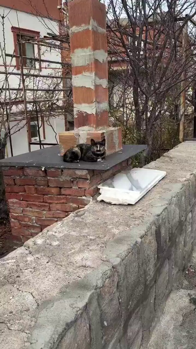 Tortoiseshell cat on brick chimney