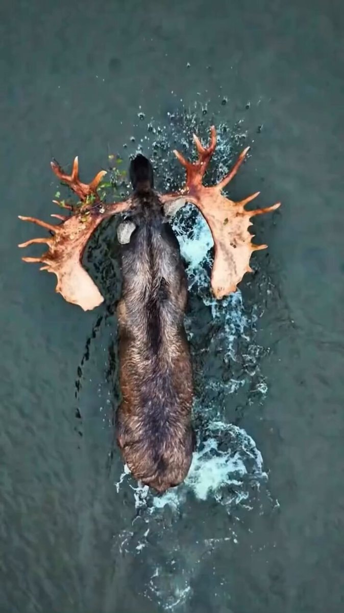 best moose footage ever