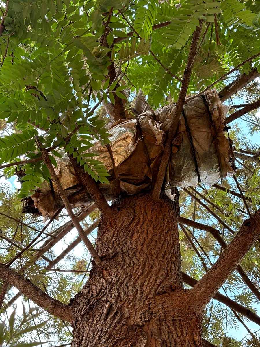 traditional bee catching method