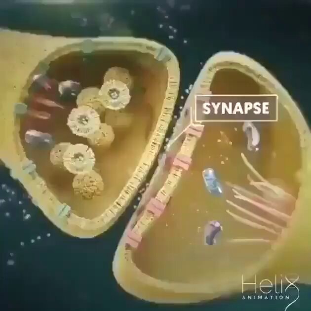 Brain cell communication synapse animation