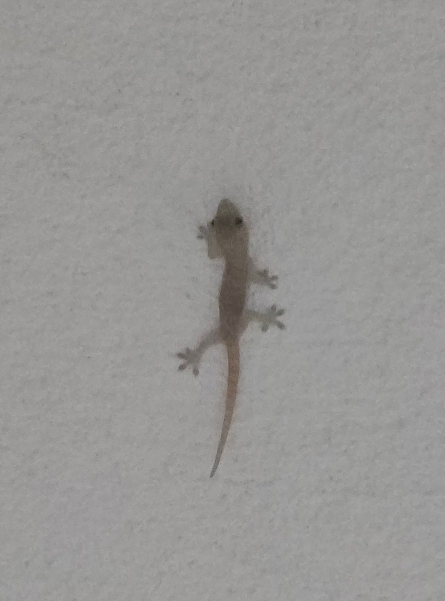 Gecko say hello to my little friend