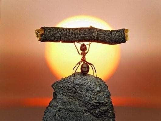 Andrey Pavlov ant macro photography