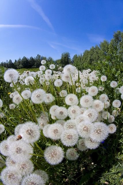 dandelion root and cancer cells