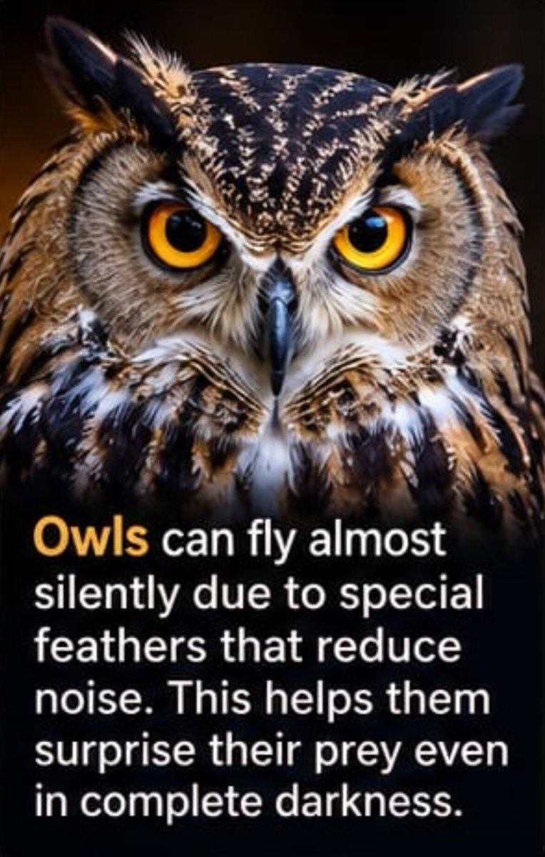 Owl silent flight feathers
