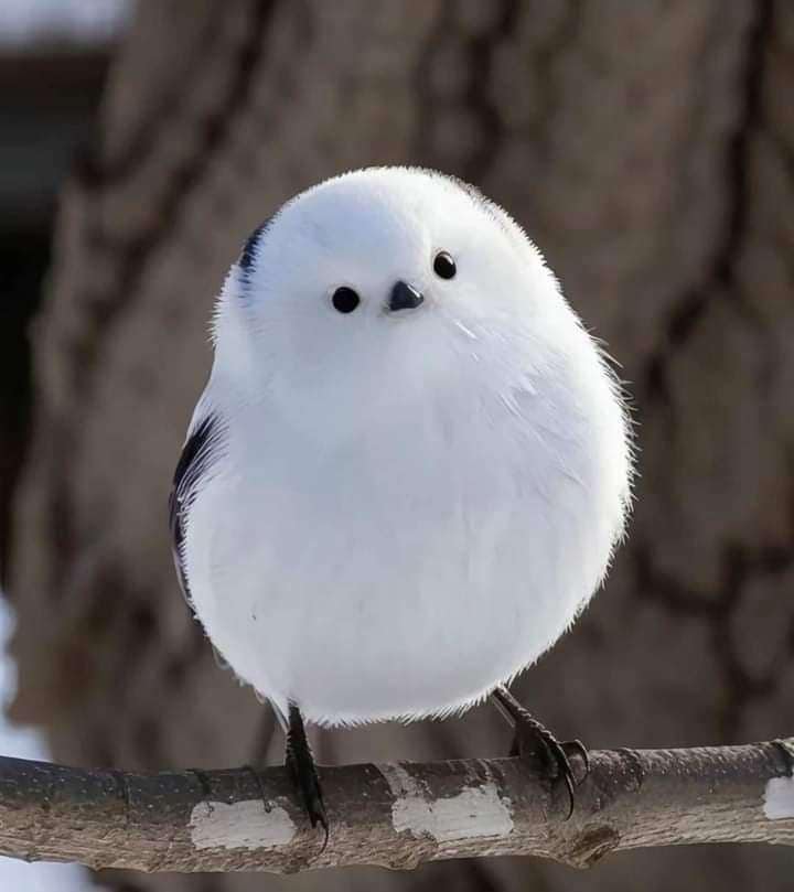 Japanese snow fairy mid flight (photo 2 of 2)