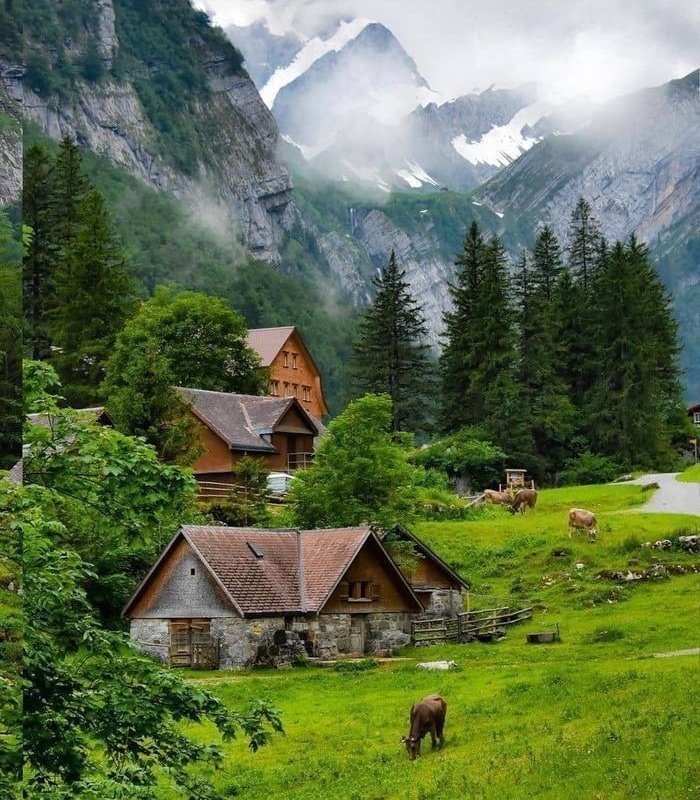 Switzerland lone horse (photo 3 of 4)