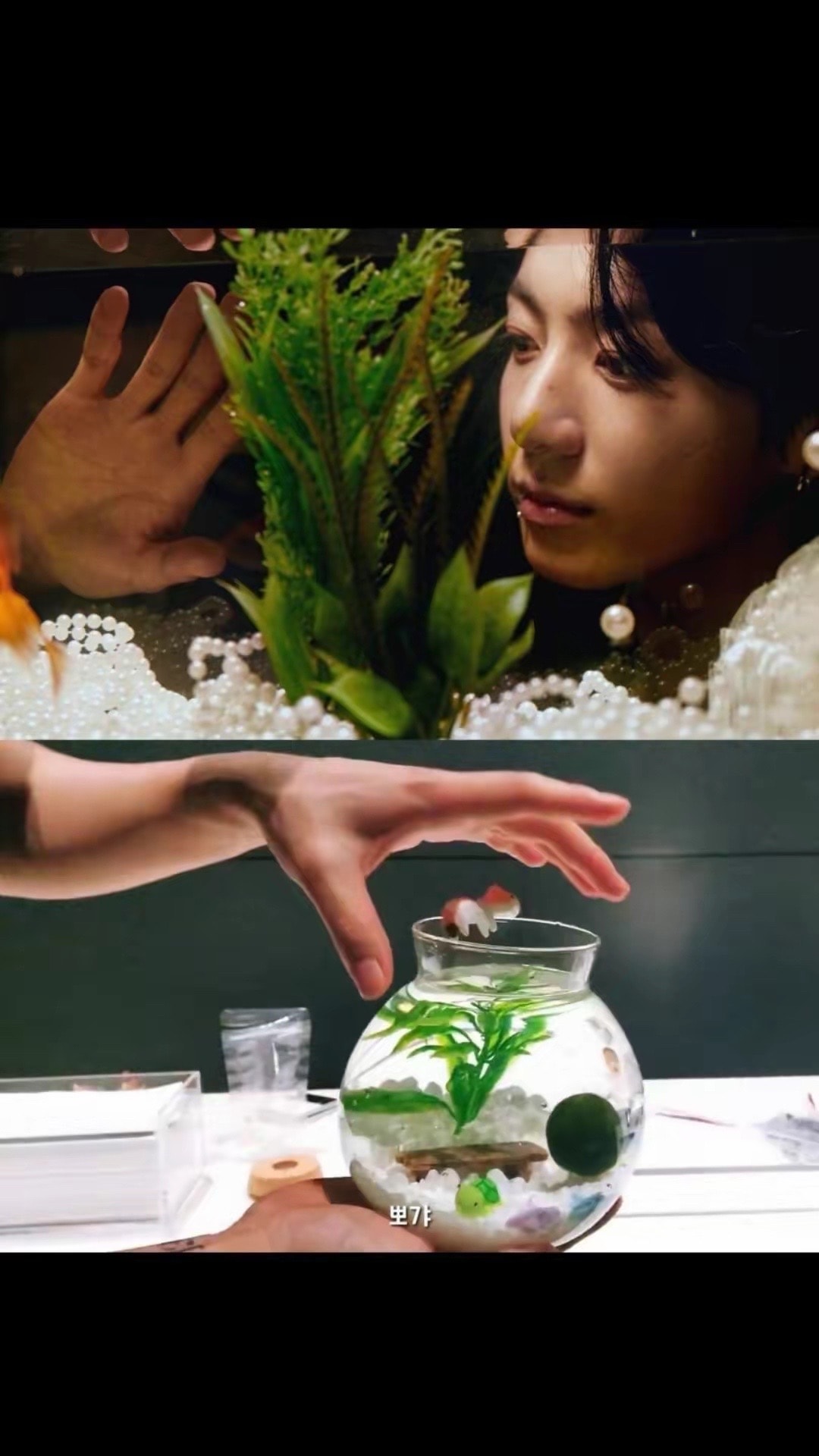 serene aquarium moment 보갸