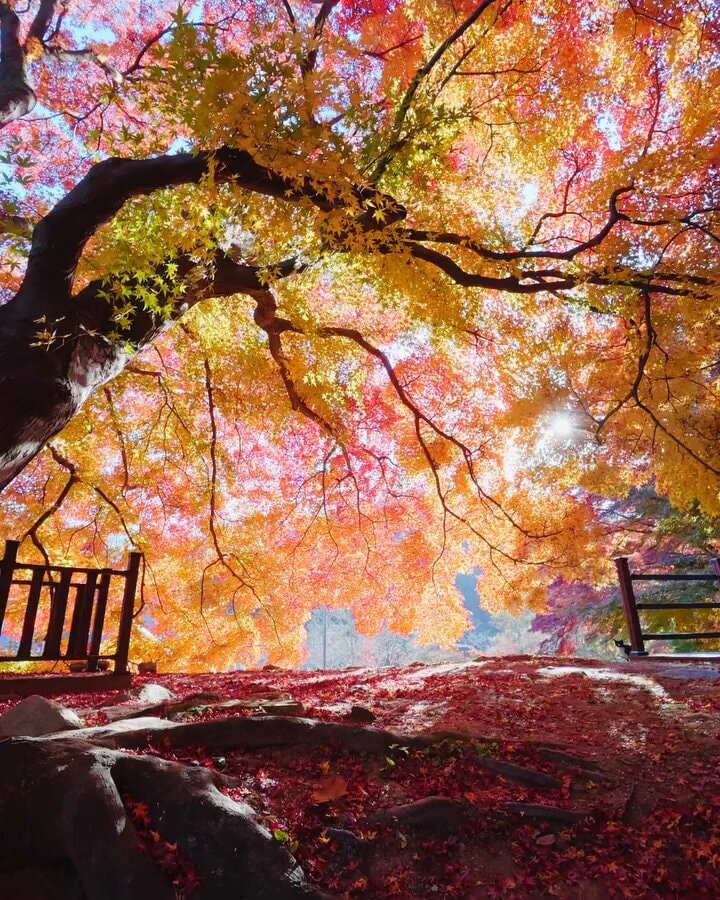 200 year old maple autumn