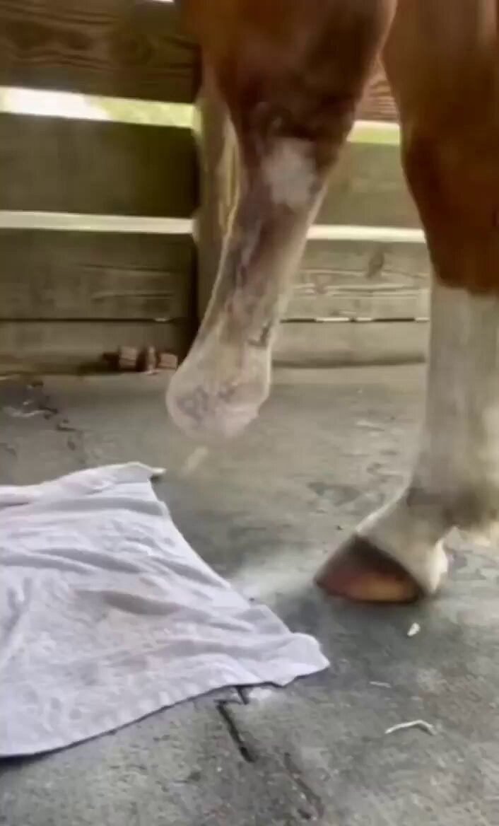 horse owner prosthetic attachment