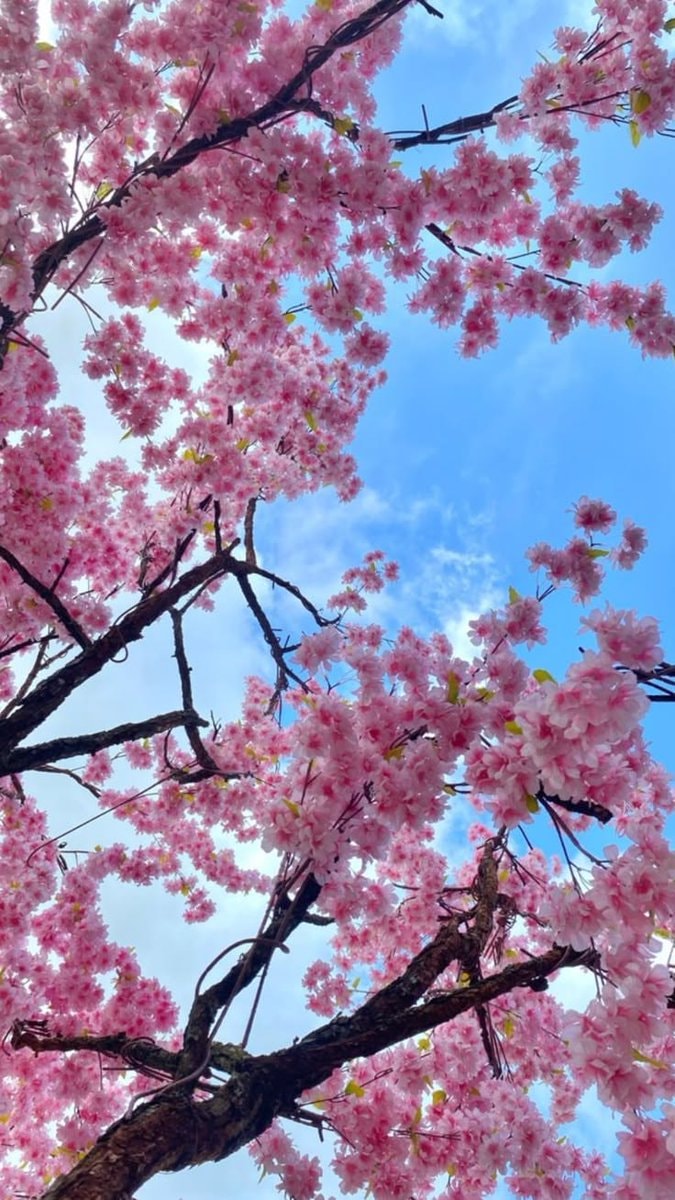 Colorful tree blossoms (photo 4 of 4)