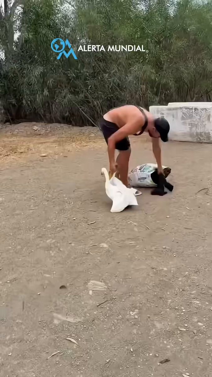 Moroccan migrant tries to take goose in Ceuta