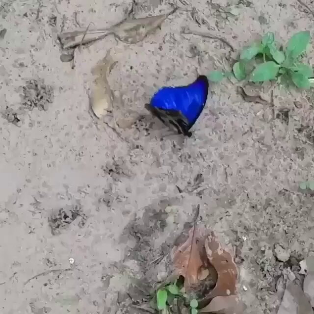 blue Morpho butterfly iridescence
