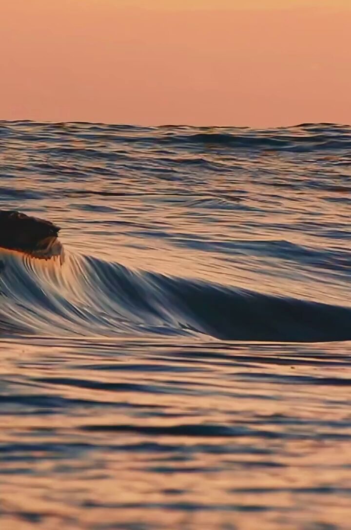 ocean wave sunset