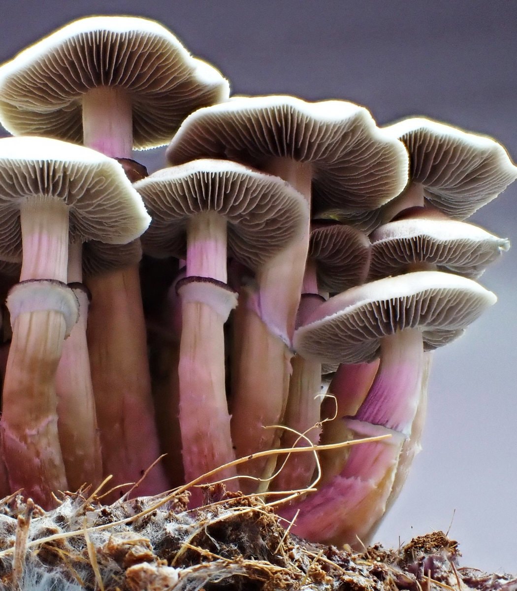psilocybin program America results