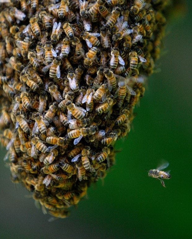 Bees study most important organism (photo 2 of 2)