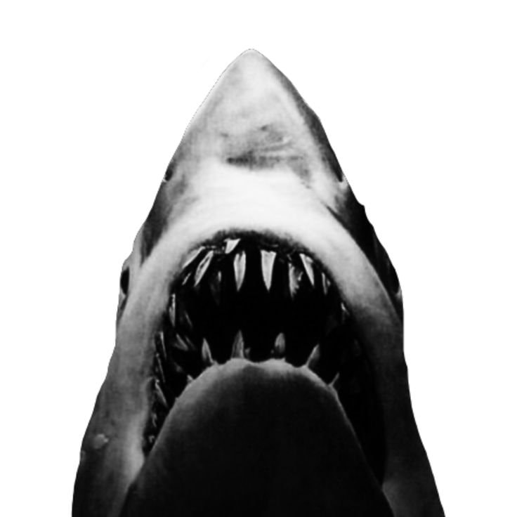 shark head black and white