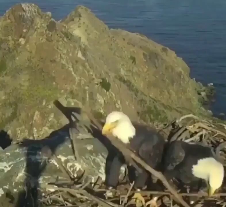 bald eagles nest argument