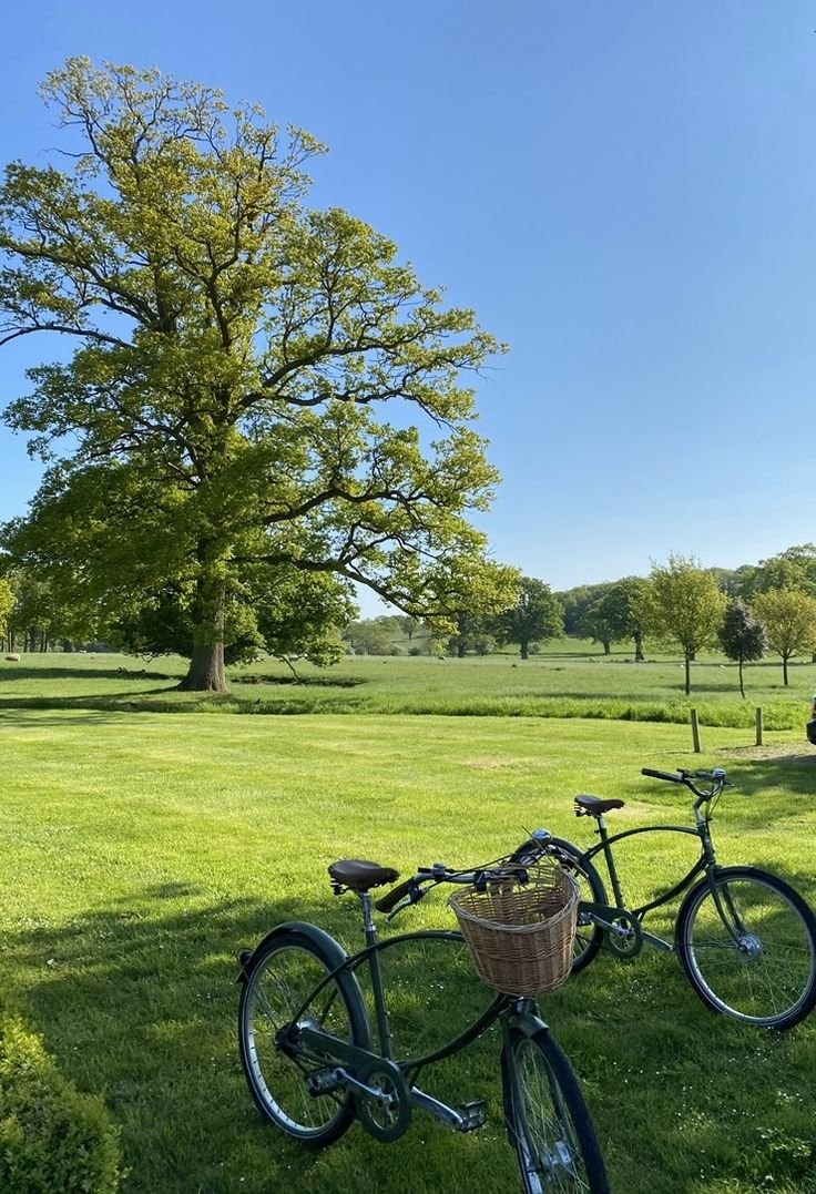 Serene lakeside tree picnic spot (photo 3 of 4)